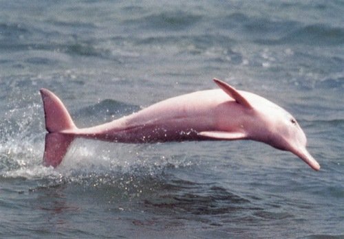 pink+river+dolphin.jpeg