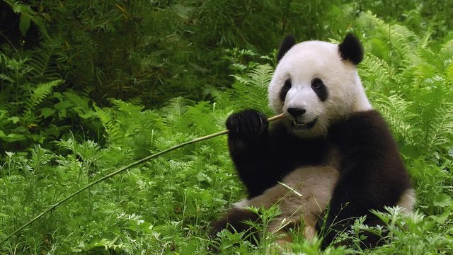 Panda eating.jpg