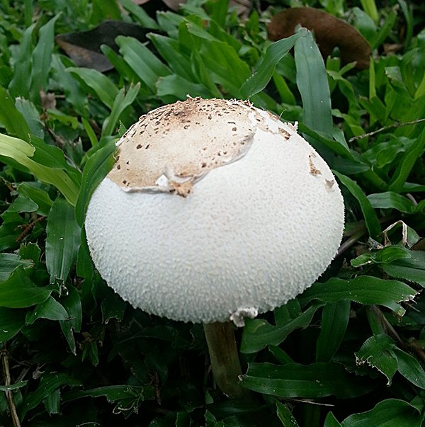 White Mushroom02.jpg