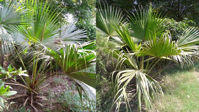 Palms Plants.jpg