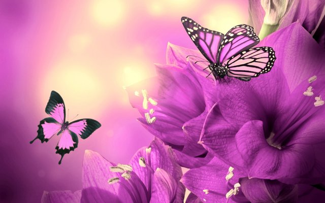 purple-flowers-butterflies-1280x800.jpg