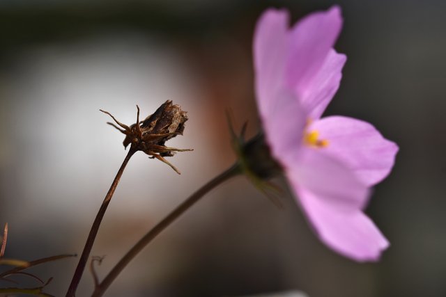 cosmos dry flower 2.jpg