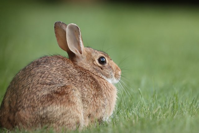 cottontail-rabbit-7116707_1280.jpg