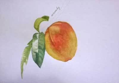 Peach Study