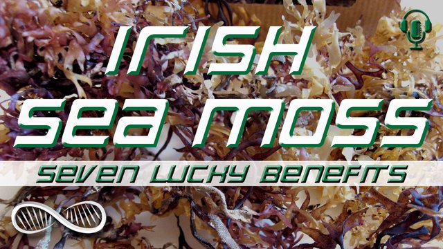 Irish Sea Moss podcast 1280.jpg