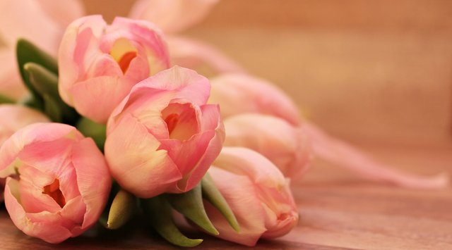 tulips-2068692_1920.jpg