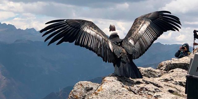 condor-andino-liberado.jpg