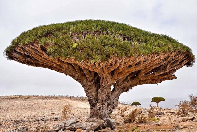 dragonblood_tree_socotra-768x513.jpg