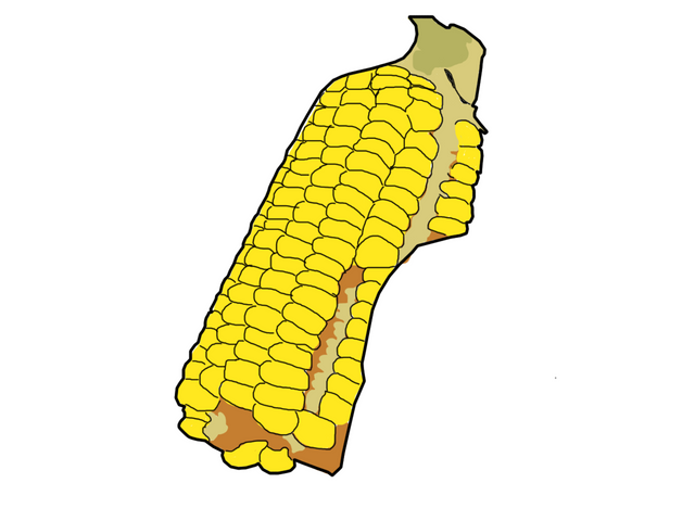 corn3.png