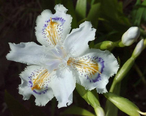 Iris-japonica-1.jpg