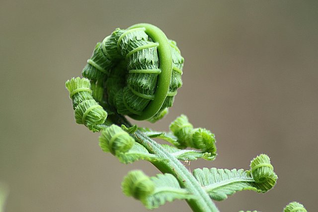 fern-178702_1920.jpg