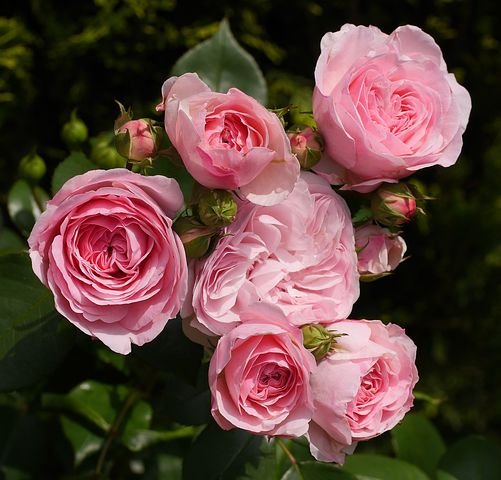 shrub-rose-1598114__480.jpg