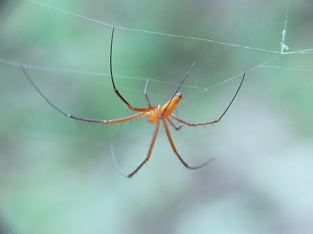 Nephila Pilipes (13).jpg