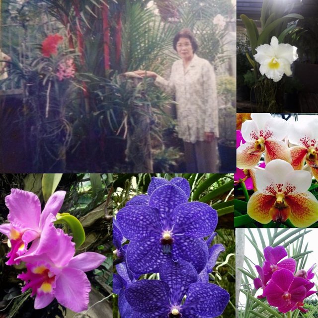 mommy and her orchid collection.jpg