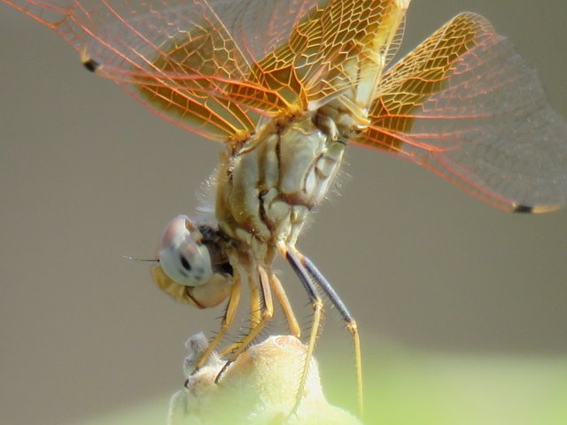 marjanko dragonfly.jpg