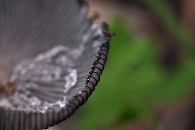 Mushroom hat gills 3.jpg