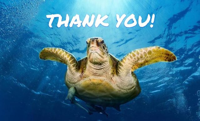 thank you turtle.jpg