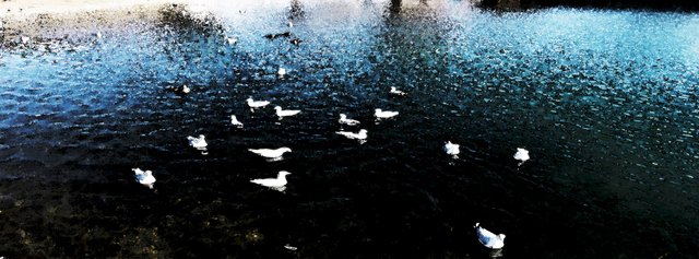 birds on the water.jpg