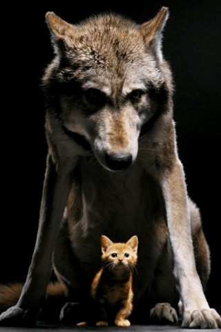 Wolf-the-Protector.png