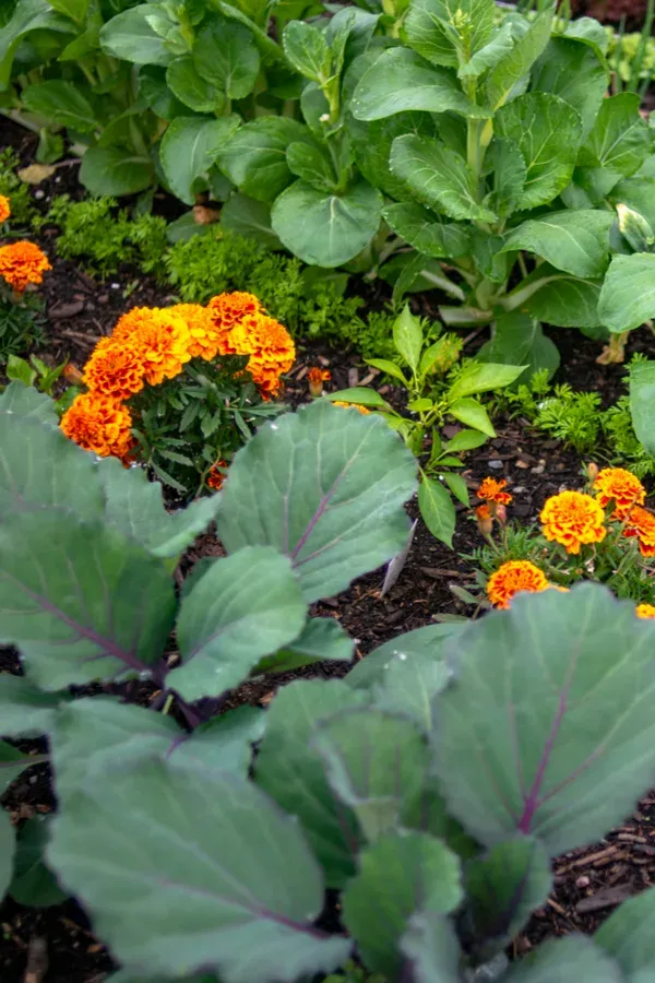 marigolds-in-garden.jpg.webp