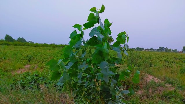 1000099245.jpg
