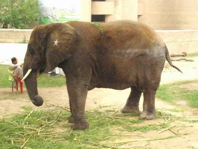 elephant-1.jpg