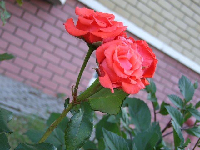 DSCF0197.JPG