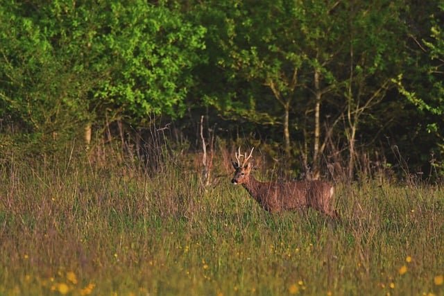 roe-deer-9394840_640.jpg