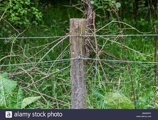 una-valla-de-madera-post-celebracion-de-alambre-de-pollo-con-un-bosque-en-el-fondo-mmw87k.jpg