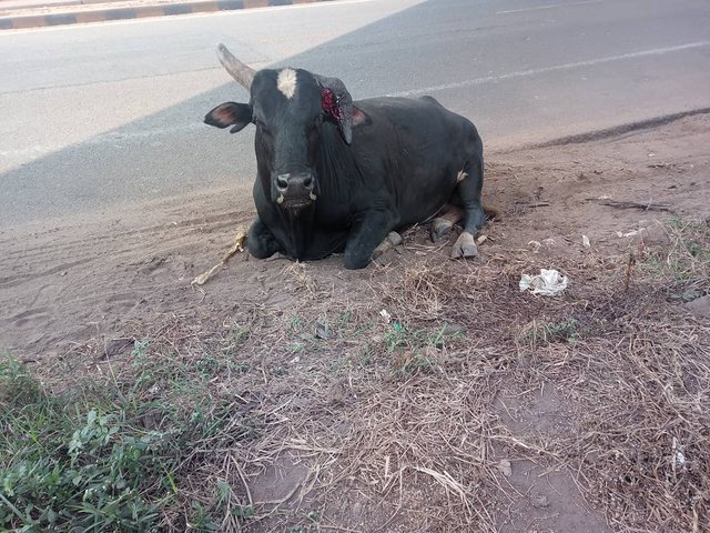 B - The Second Black bull, waiting calmly for his meds.jpg