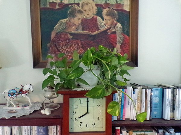 Pothos cuttings crop January 2019.jpg