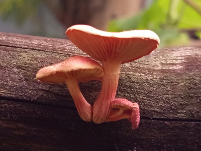 mashroom (2).jpg