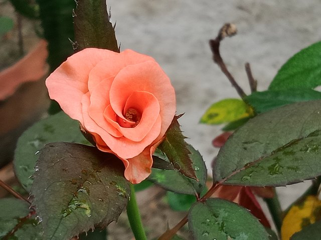 IMG_20251008_190611.jpg