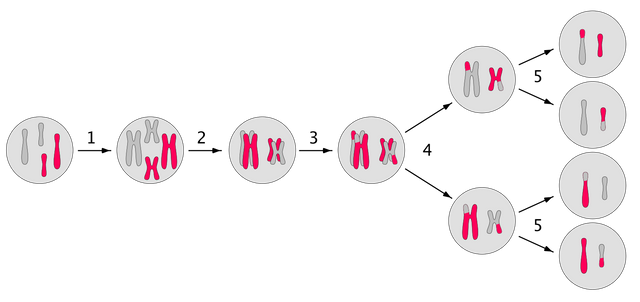 1600px-Meiosis_main_steps.svg.png