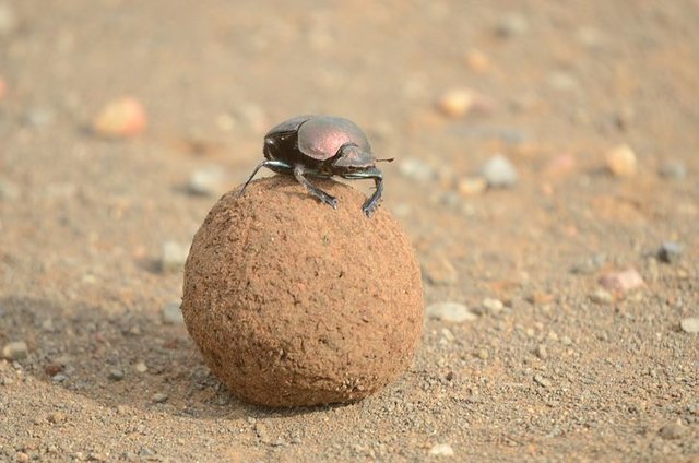 dung-beetle-2774229__480 (1).jpg