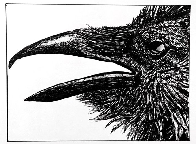 crow-pen-drawing.jpg