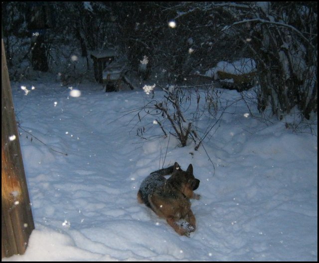 Big fluffy snowflakes falling down on Bruno lying by step in snow.JPG