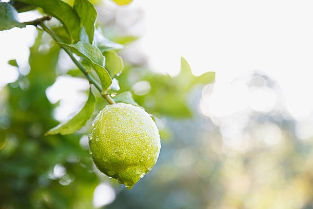 close-up-of-wet-lime-on-branch.jpg