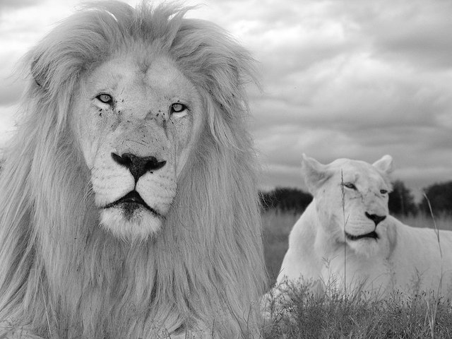 white-lion-couple-4320424_1280.jpg