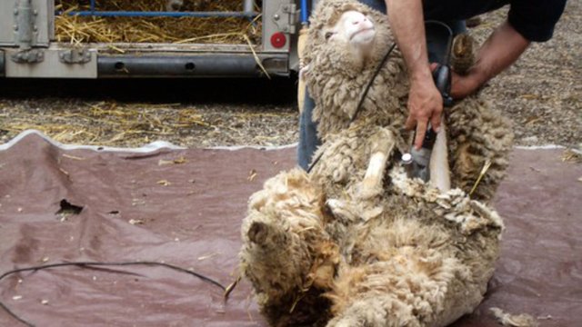 sheep shearing by chrisq38 is licensed under CC BY-NC 2-0 3520685786_02d5bfee8d-BS-TB-Web.jpg