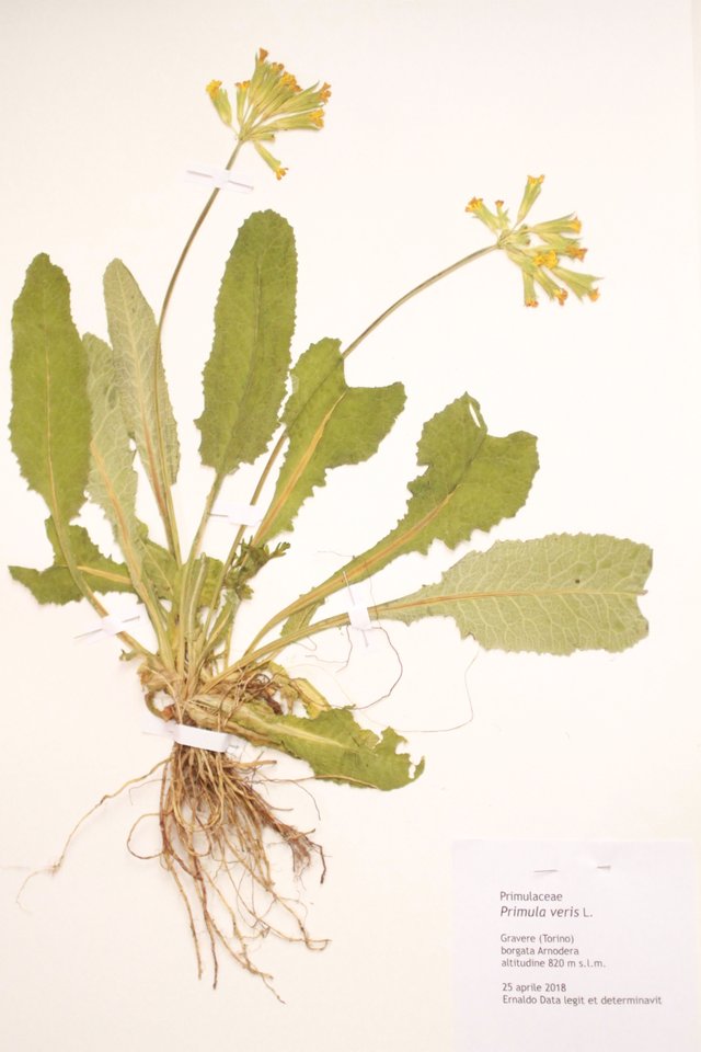 primula veris.jpg