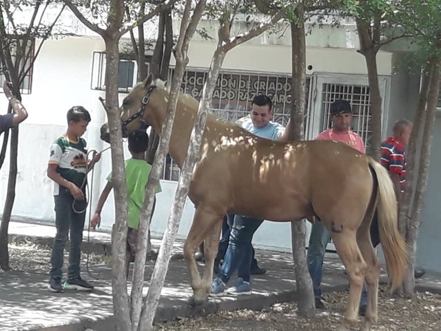 caballo principal.jpg