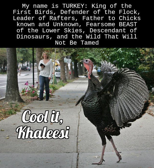 turkey_game_bird.jpg