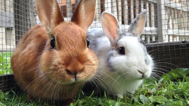 rabbit-care-guide-web-2-1.jpg