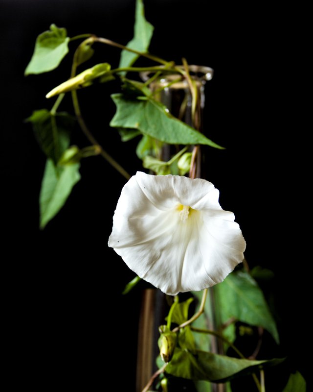 Field bindweed