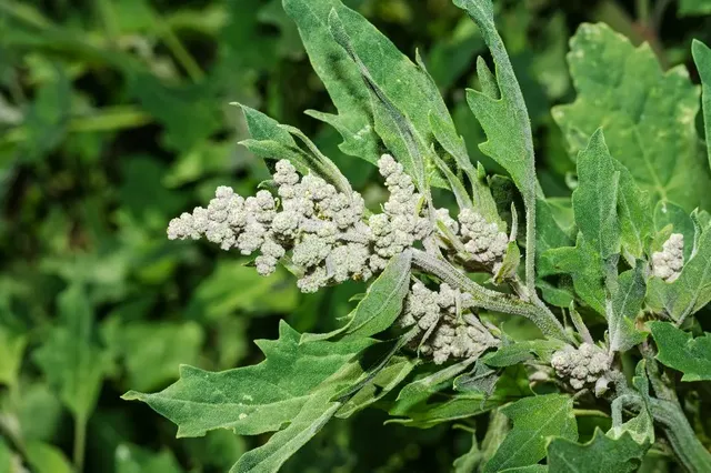 web-quinoa-leaf-food-healthy-shutterstock_207628225-por-tom-grundy.webp