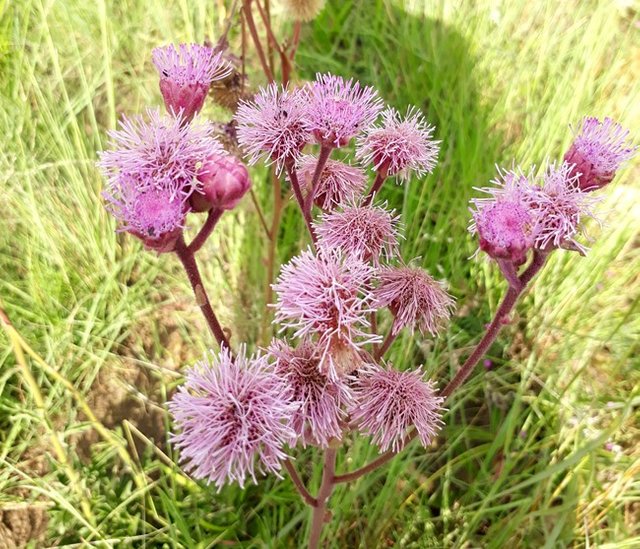 pompom weed.jpg