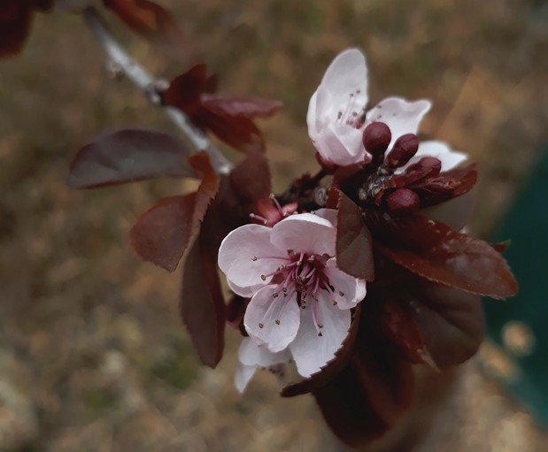 dwarf red-leaf plum.jpg