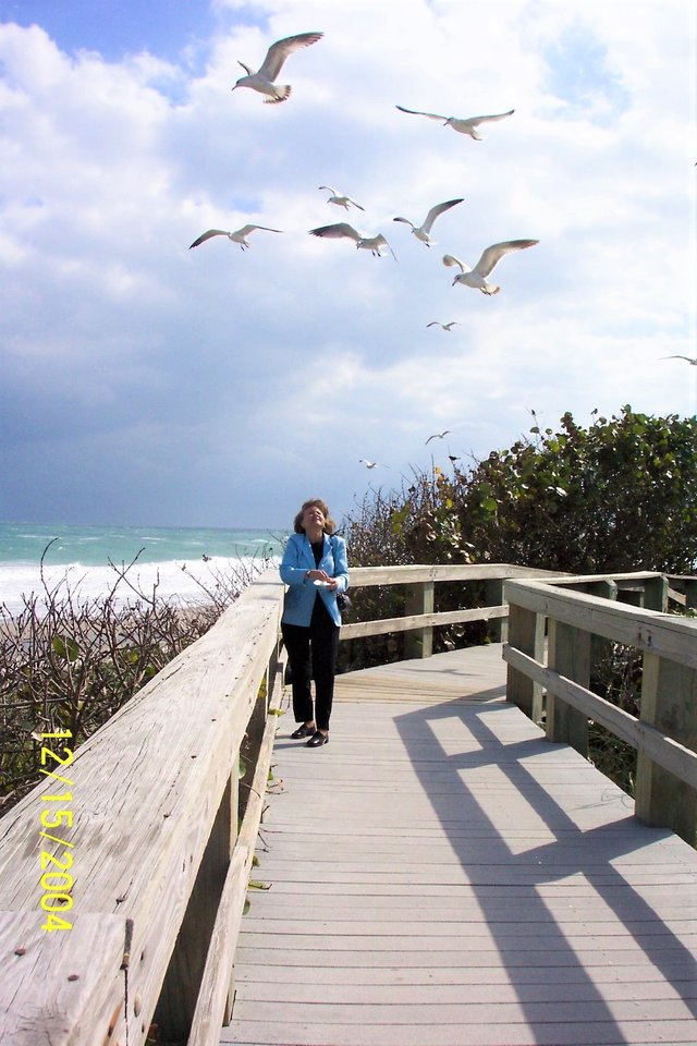 Birds 2ed on beach florida.jpg