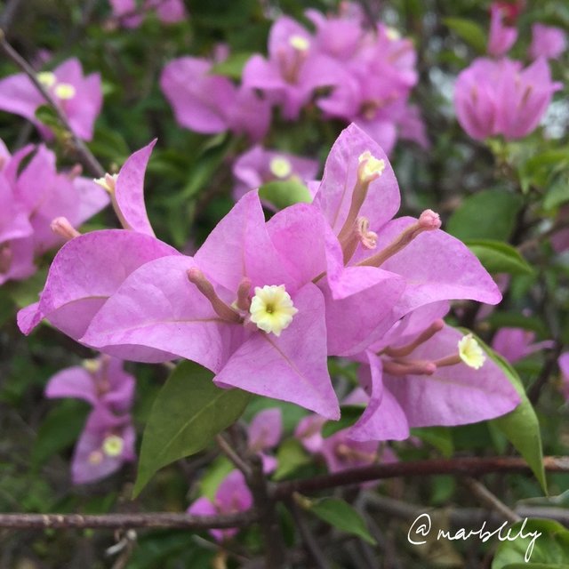 lightpink-bougainvilla-sign.jpg